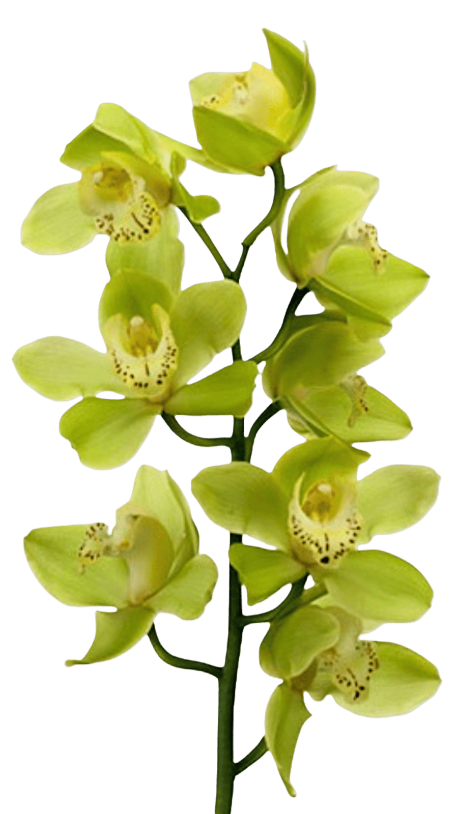 Cymbidium Yellow River 'Tara'